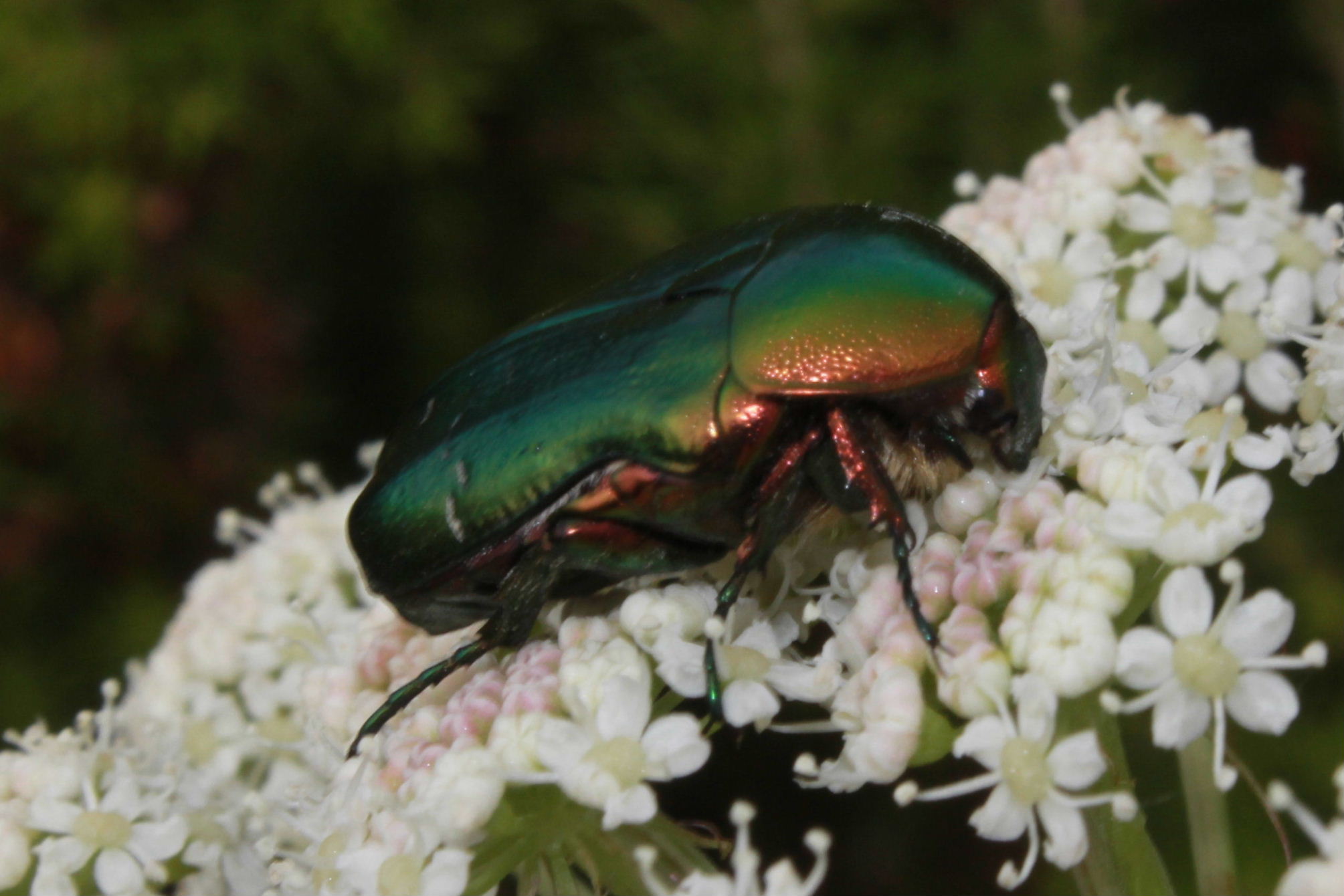 Cetoniidae da determinare:  Cetonia aurata pisana